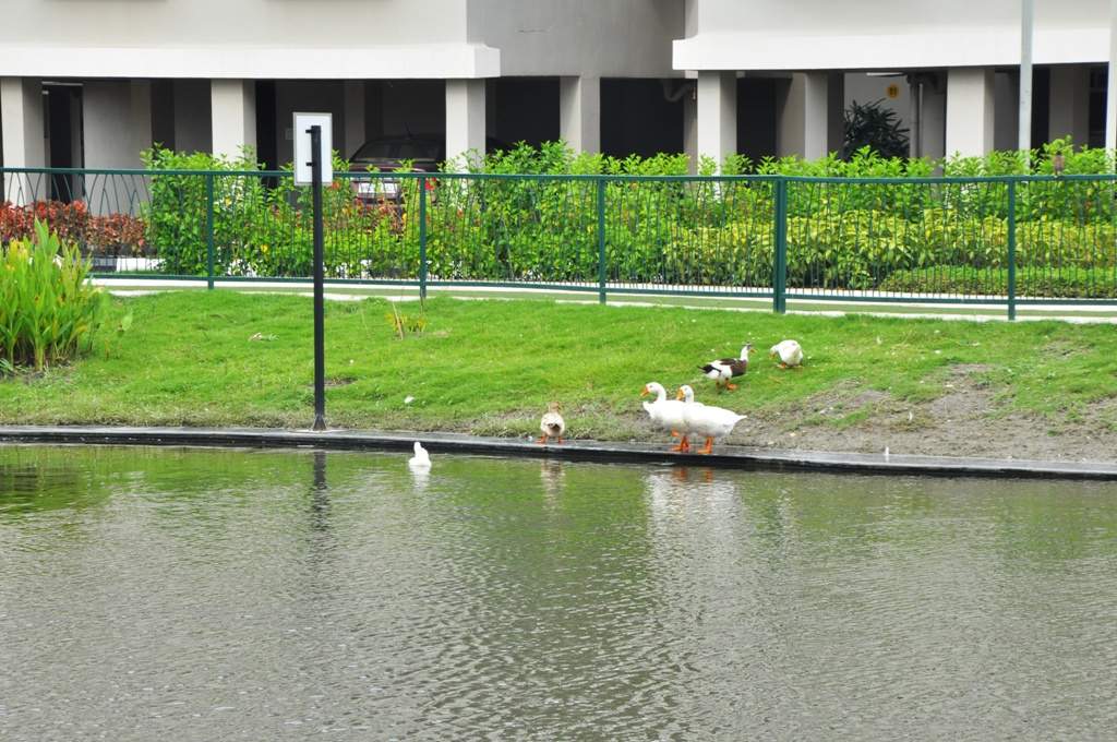 greenfield city Images for Amenities of Srijan Greenfield City Elite