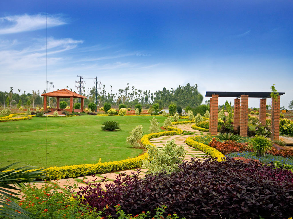 Dhammanagi Tulips Garden