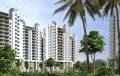 Amsri White Pearl