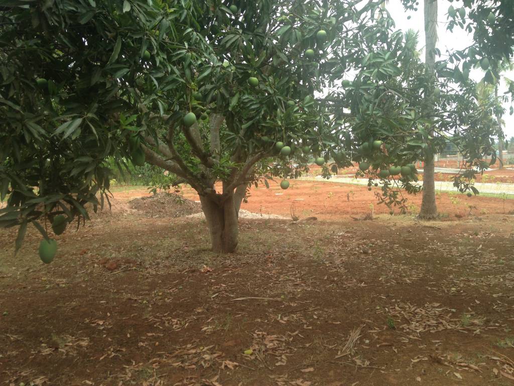 Images for Main Other of Shriram Godhuli