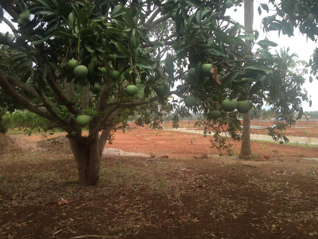 Images for Main Other of Shriram Godhuli