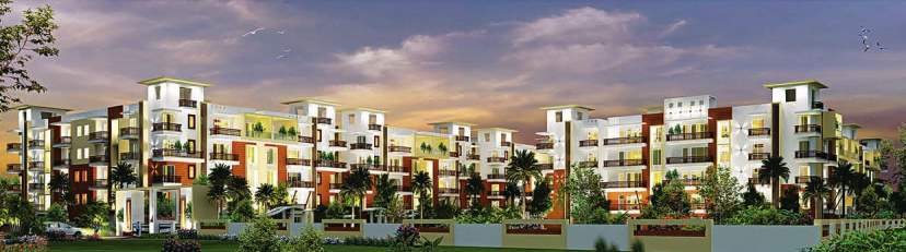  palms Images for Project