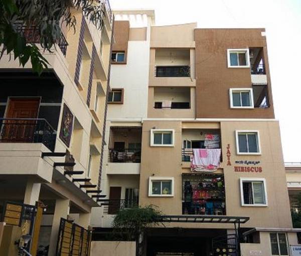 Elevation hibiscus Elevation