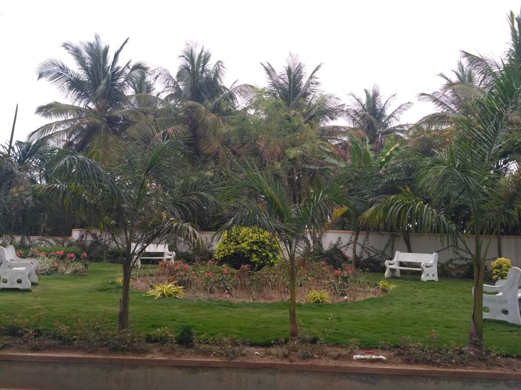  aster Landscape Garden and Tree Planting