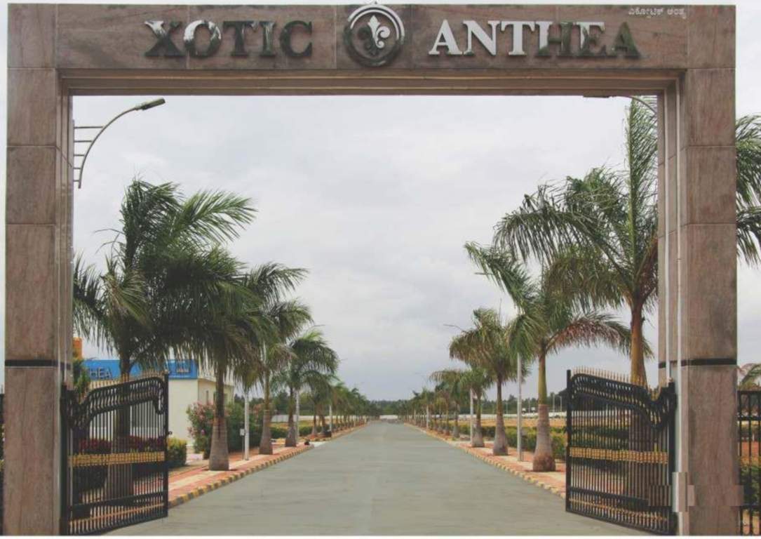  xotic anthea Others