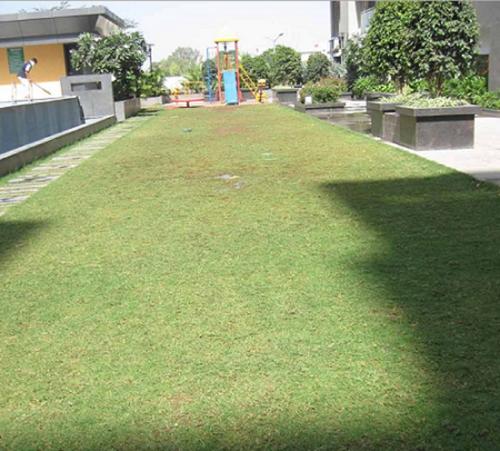  valencia Landscape Garden and Tree Planting