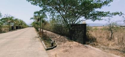  86-banyan-tree Elevation