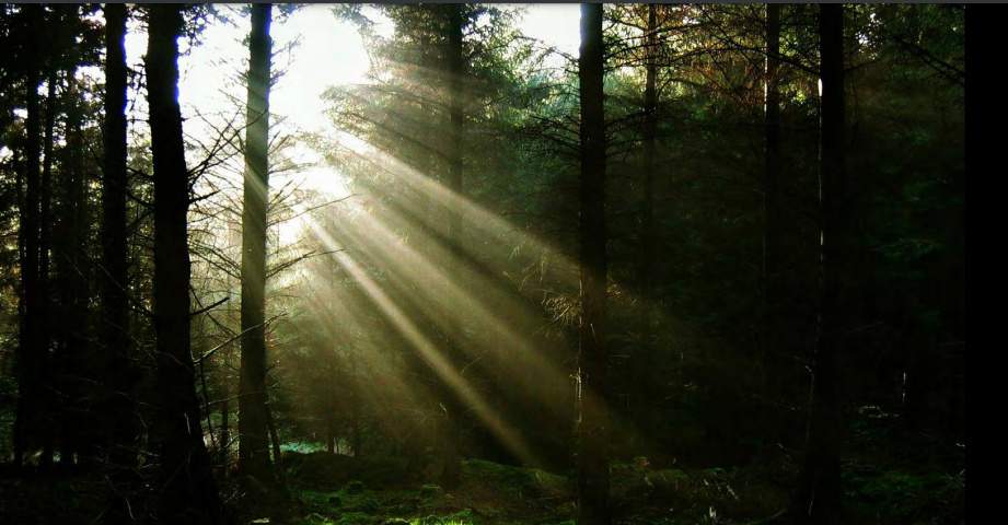  miraya rose Landscape Garden and Tree Planting