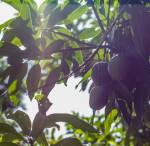 Images for Main Other of Regency Canterbury Castles Images for Main Other of Regency Canterbury Castles