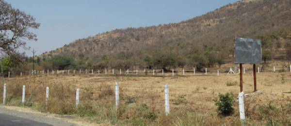 Images for Main Other of Aarohi Gladiolus