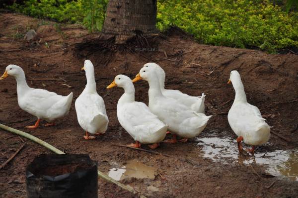 Images for Main Other of MCB Quarter Acre Images for Main Other of MCB Quarter Acre