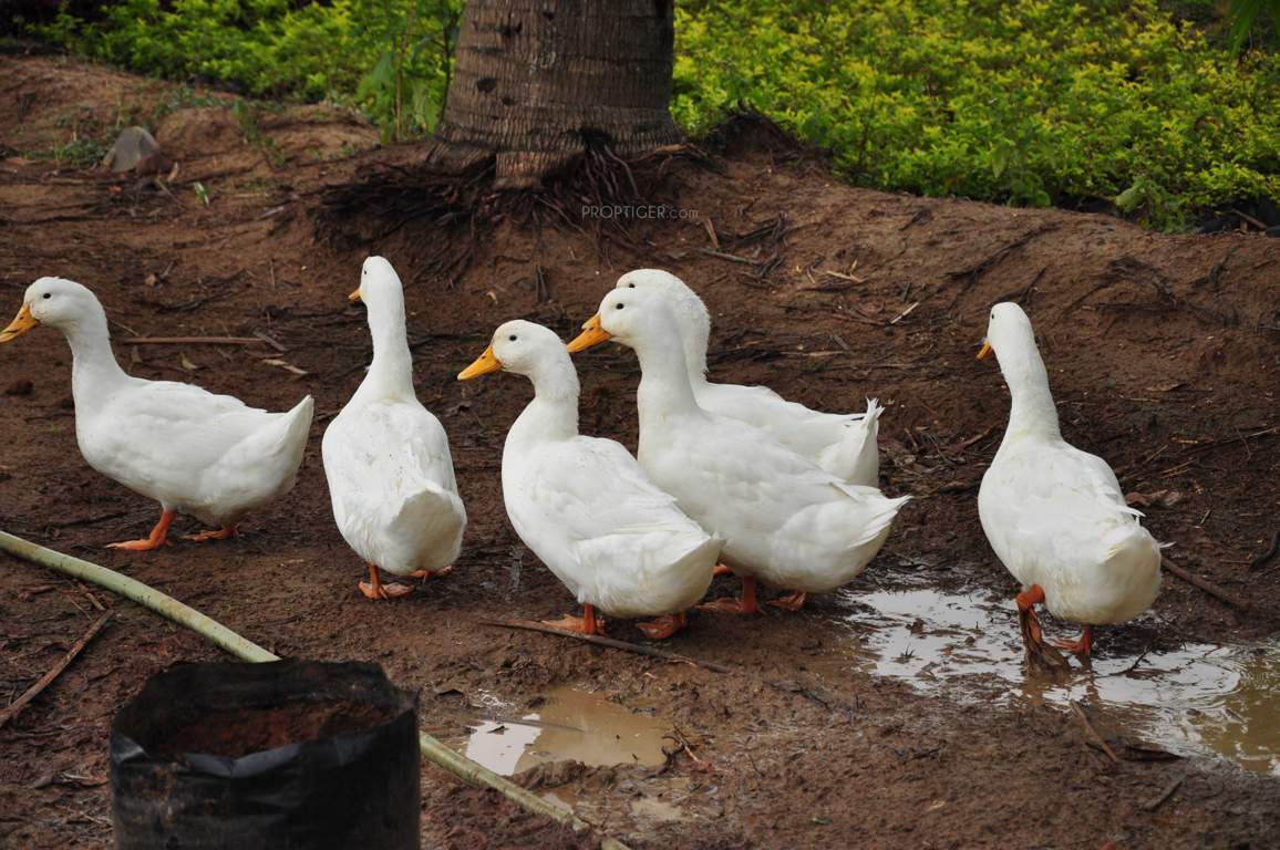 Images for Main Other of MCB Quarter Acre