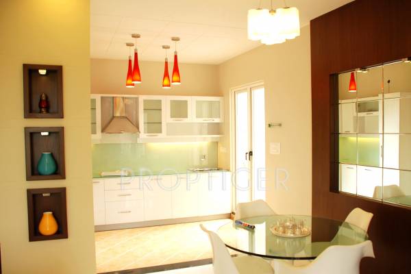 Images for Main Other of GM Daffodils