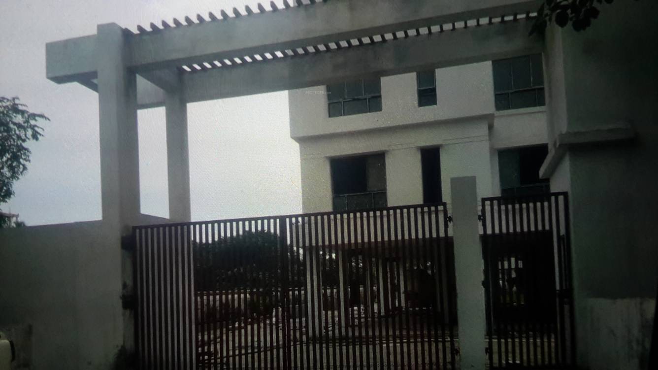 lemon botany Elevation