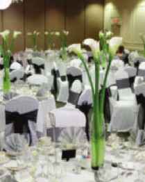  beetle lap Banquet Hall