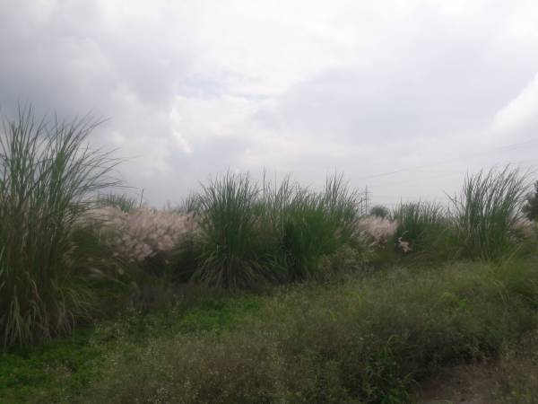 Plot aashiyana-enclave Plot