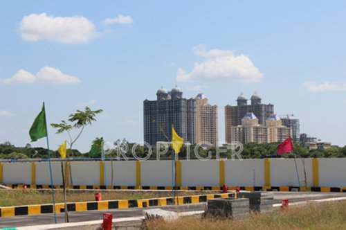 land-royals daffodils-exotica Main Other