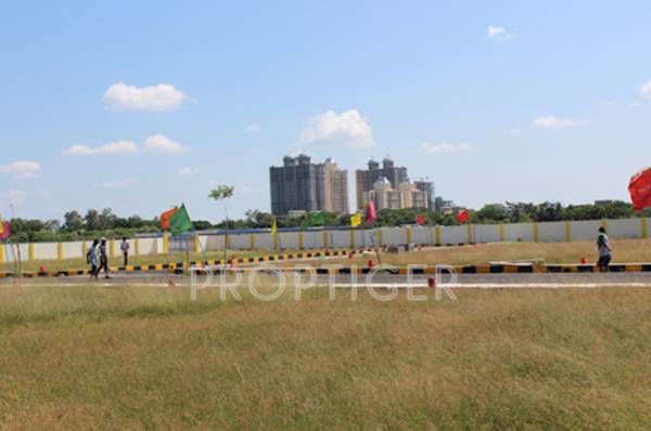 land-royals daffodils-exotica Main Other