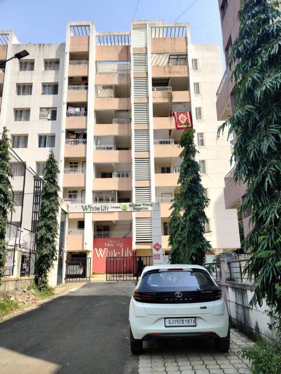  white lily Elevation