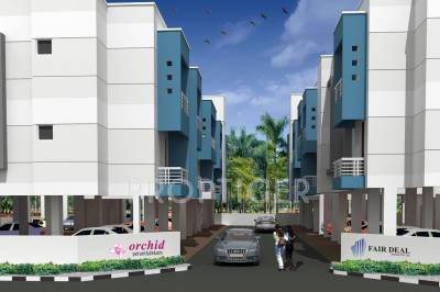 Images for Elevation of Fair Orchid