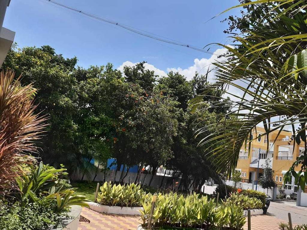  hollyhock city Others