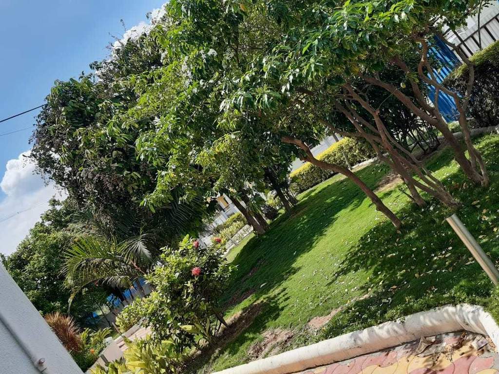  hollyhock city Others