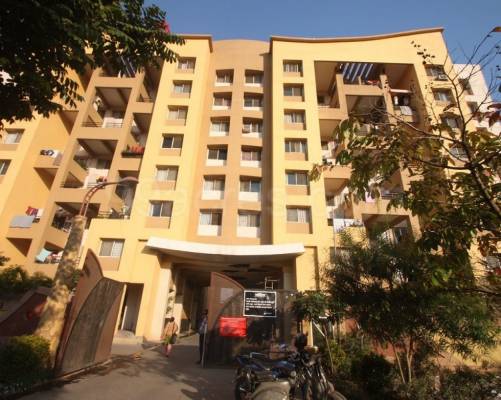 yellow-blossoms Elevation Elevation