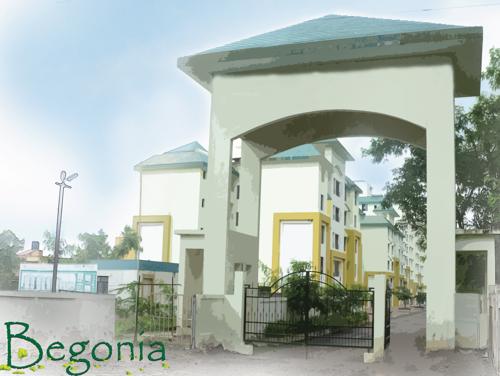  begonia Images for Main Other of Kohinoor Begonia