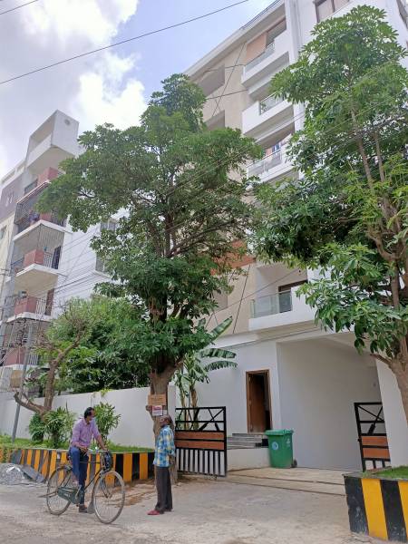  yellow-blooms Elevation