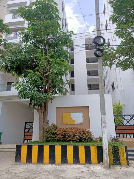  yellow-blooms Elevation