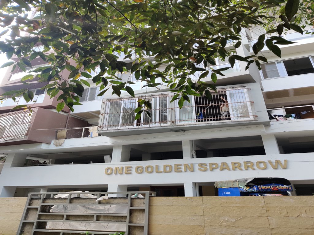 1 golden sparrow Elevation