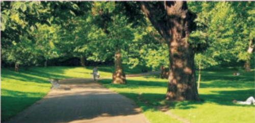  tulips Landscaped Gardens