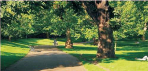  tulips Landscaped Gardens