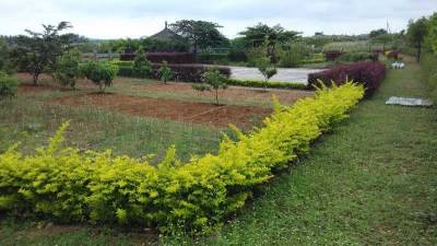 Others rainseed Others