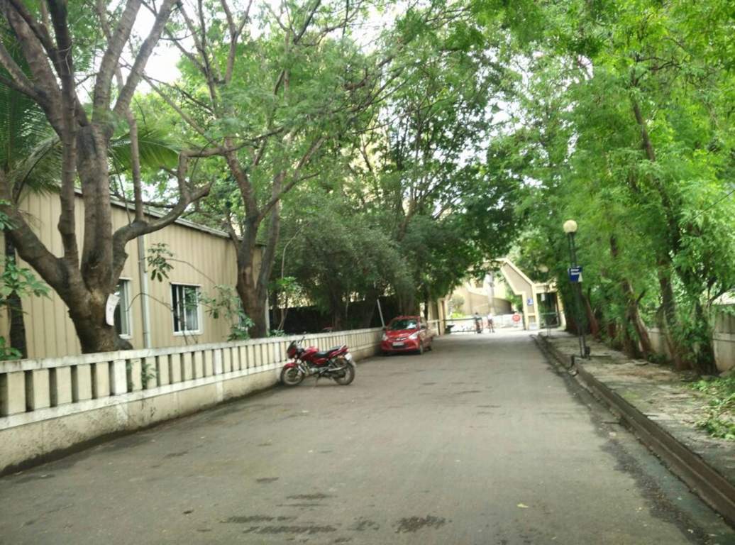  ssliver woods Others