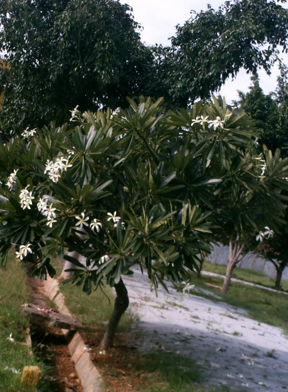 Images for Amenities of Vani Shree Veerabhadreshwara Layout