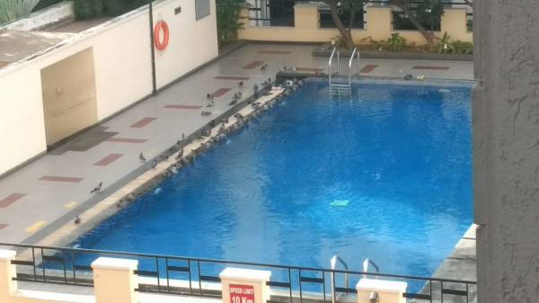  shyamala-gardens Swimming Pool