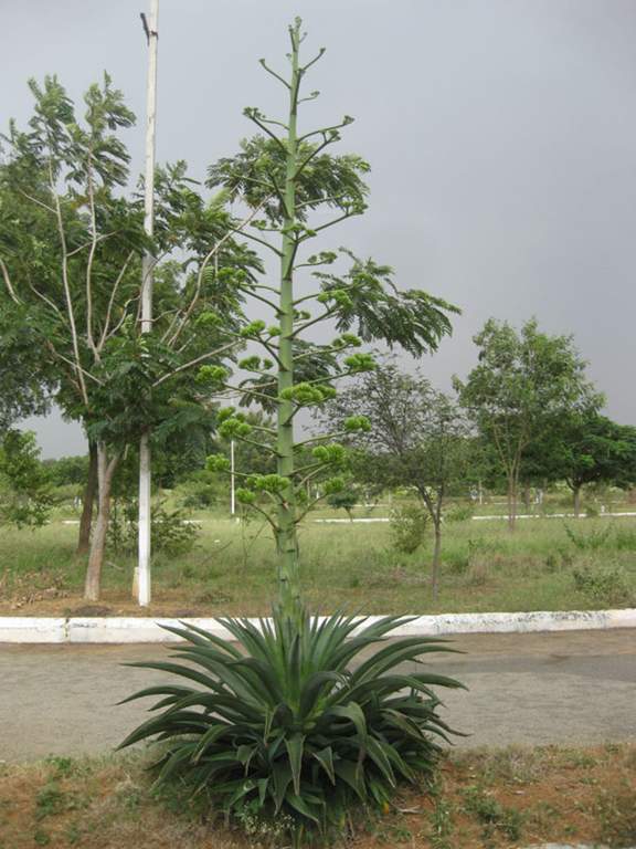 Images for Amenities of Vasundhara Lorvens Gold Leaf