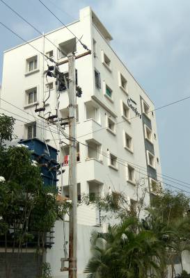  conifers Images for Project