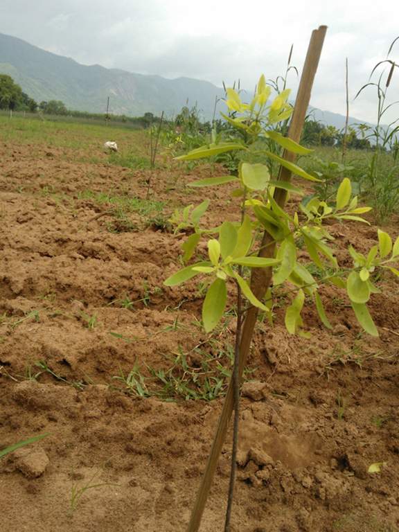 Images for Main Other of Kalidindi Sandal County