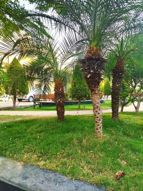  shikharji dreamz Others