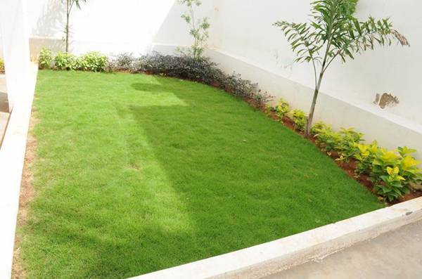  daffodils Landscaped Gardens