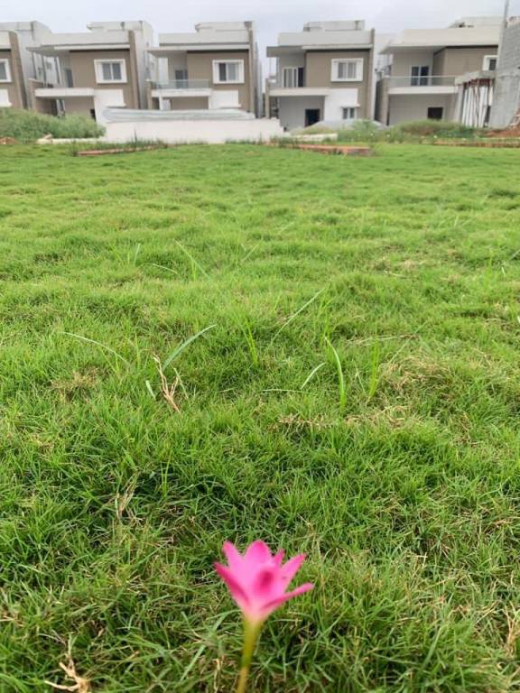  terra alegria Others