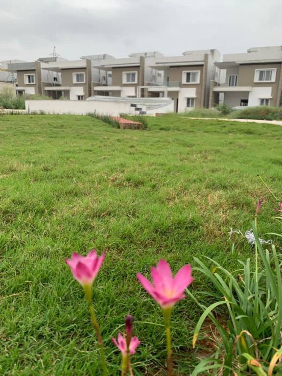  terra alegria Others