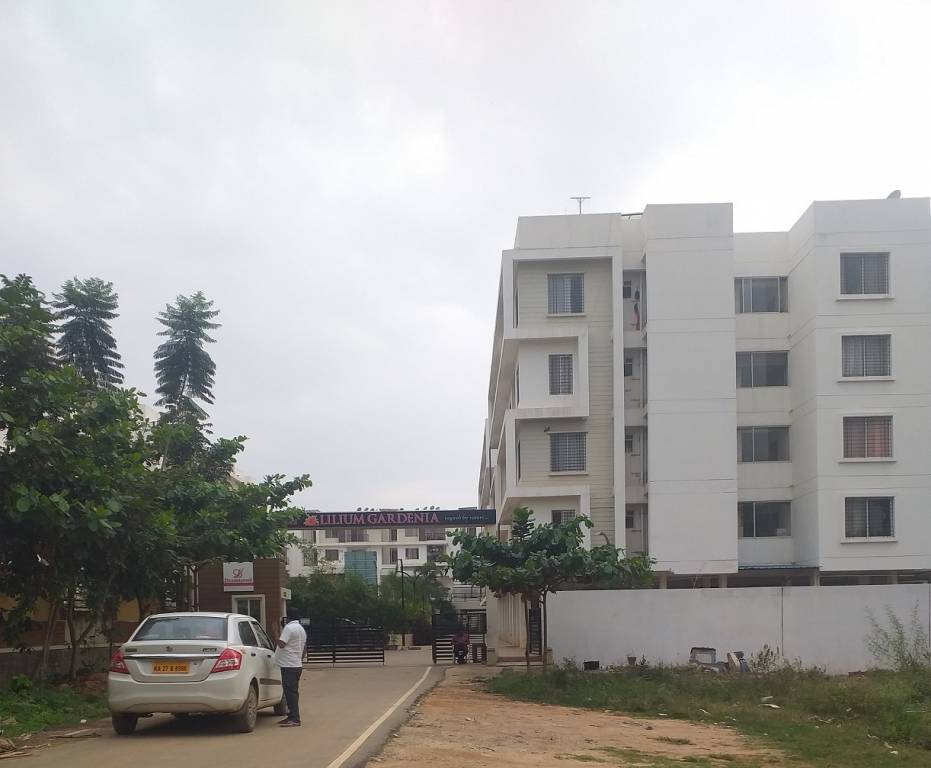  lilium gardenia Elevation