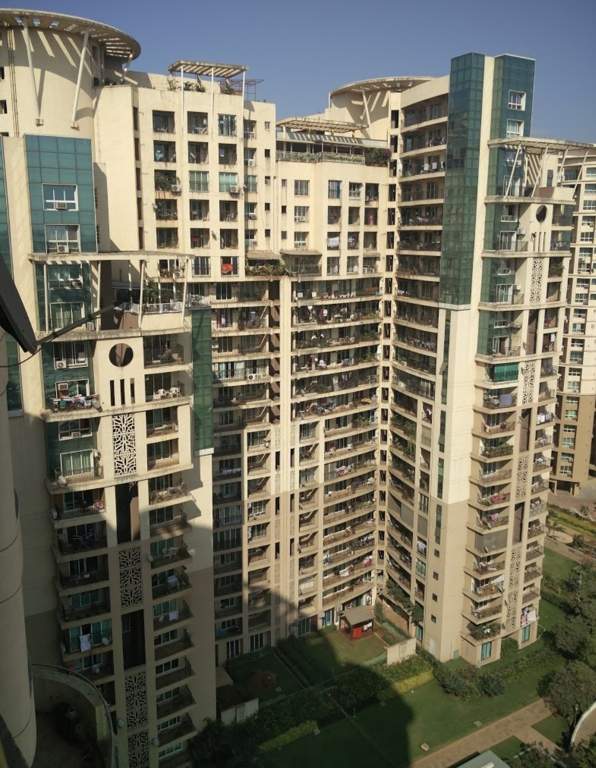  lilium lantana Elevation