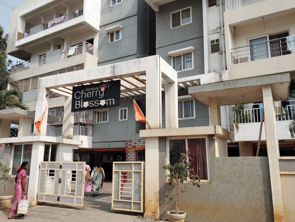  cherry blossom Elevation