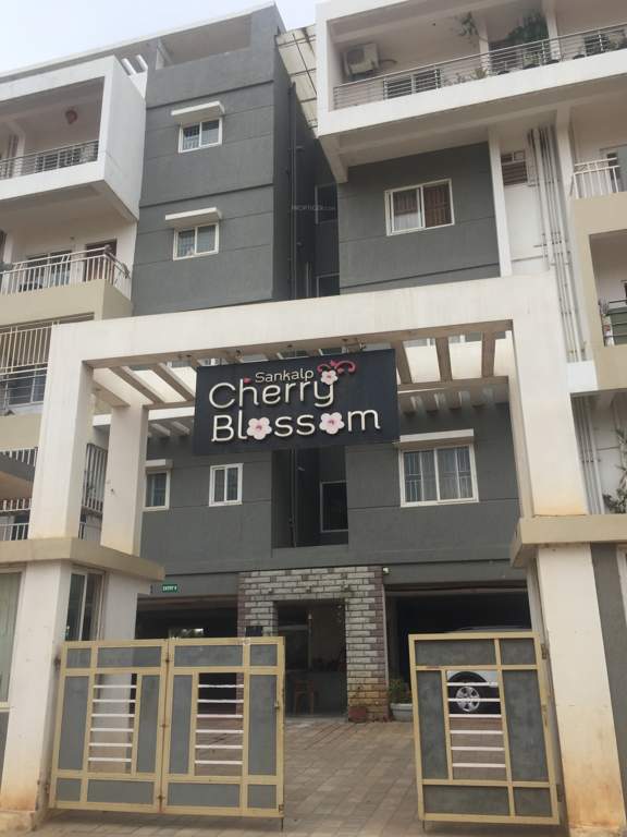  cherry blossom Images for Project