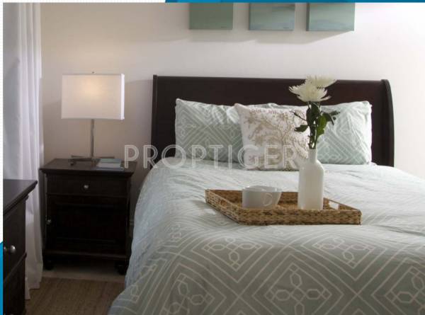 Images for Main Other of Plama Gardenia Images for Main Other of Plama Gardenia