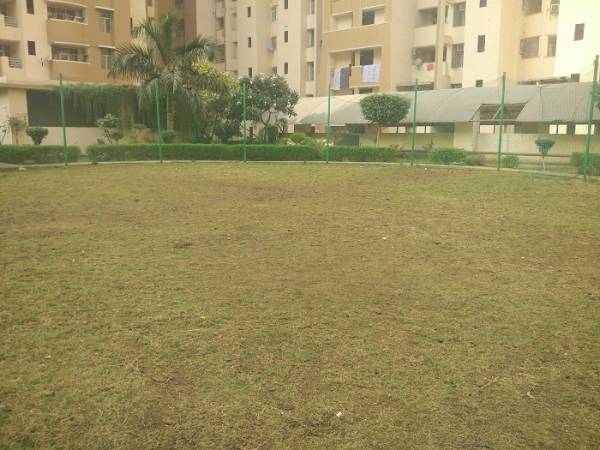  sunrise-greens Others